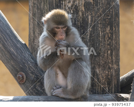 Portrait of a japanese macaque snow monkey 93975437