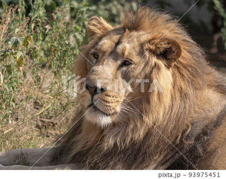 Portrait lion basking in the warm sun after dinner Portrait lion basking in the warm sun after dinner 93975451