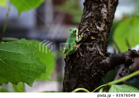 木の枝に留まるアマガエル (3) 木の枝に留まるアマガエル (3) 93976049