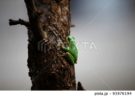 木に登るアマガエル (2) 93976194