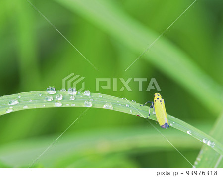 雨の雫とツマグロオオヨコバイ 雨の雫とツマグロオオヨコバイ 93976318