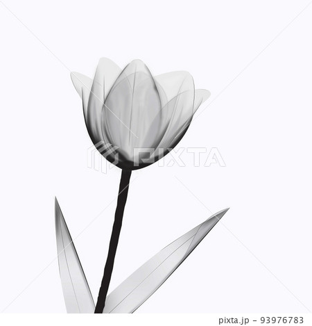 透き通る花びら チューリップ Gray&Black 透き通る花びら チューリップ Gray&Black 93976783