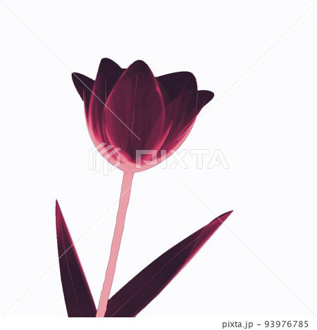 透き通る花びら チューリップ Red&Black 透き通る花びら チューリップ Red&Black 93976785