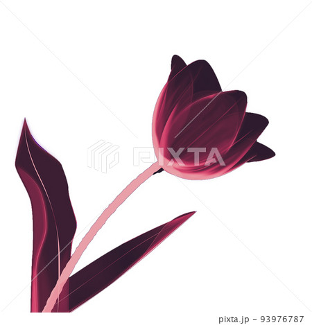 透き通る花びら チューリップ Red&Black 透き通る花びら チューリップ Red&Black 93976787