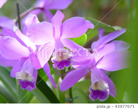 薄紫色のランの花 蘭(10月)カトレア11の写真素材 [93977075] - PIXTA