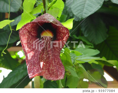 赤茶の花　熱帯植物(3月)アリストロギガンテア・ウマノスズクサ科01 93977084