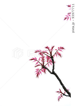 チャンチン 93977711