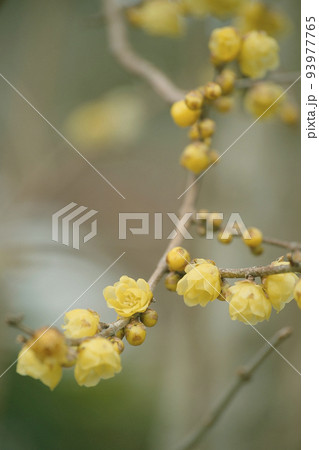 ロウバイ 93977765