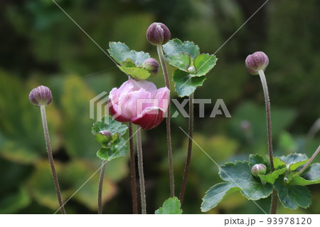 日本の秋の庭に咲くピンク色のシュウメイギクの花とつぼみ 93978120