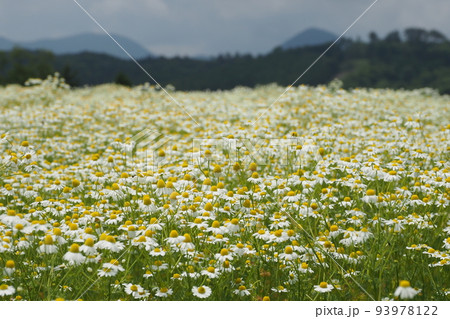 カモミールの花畑 93978122