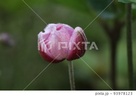 日本の秋の庭に咲くピンク色のシュウメイギクの花とつぼみ 93978123