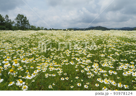 カモミールの花畑と空とくも 93978124