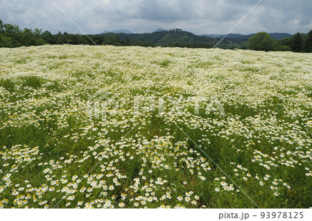 カモミールの花畑と山と空 93978125