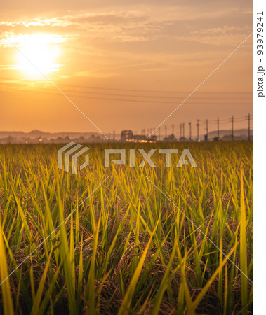 茨城県鉾田市 晩夏の田園風景 茨城県鉾田市 晩夏の田園風景 93979241
