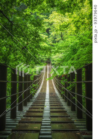 茨城県高萩市 雨上がりの花貫渓谷 汐見滝吊り橋 茨城県高萩市 雨上がりの花貫渓谷 汐見滝吊り橋 93979640