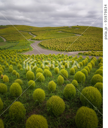 茨城県ひたちなか市　ひたち海浜公園のコキア 93979834