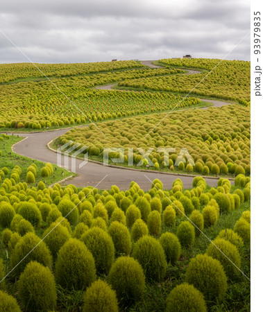 茨城県ひたちなか市　ひたち海浜公園のコキア 93979835