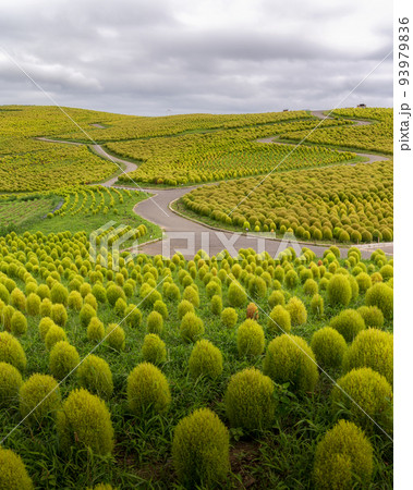 茨城県ひたちなか市　ひたち海浜公園のコキア 93979836