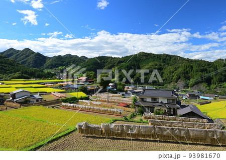 秋を迎えた富岡の棚田　初秋の棚田景色　原風景 93981670
