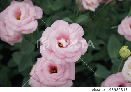 美しい花トルコギキョウ(ユーストマ) 美しい花トルコギキョウ(ユーストマ) 93982313
