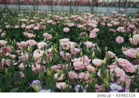 美しい花トルコギキョウ(ユーストマ) 美しい花トルコギキョウ(ユーストマ) 93982316