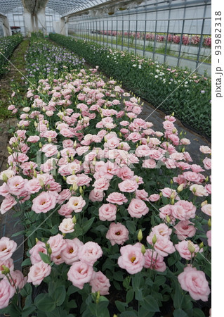 美しい花トルコギキョウ(ユーストマ) 美しい花トルコギキョウ(ユーストマ) 93982318