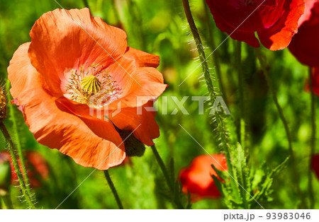 Red scarlet poppies and greeeb grass close-up in sunny day Red scarlet poppies and greeeb grass close-up in sunny day 93983046
