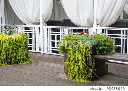 An elegant flower bed with climbing plants in the interior of a restaurant or cafe. Stylish green decoration on the open summer area of the institution 93983049
