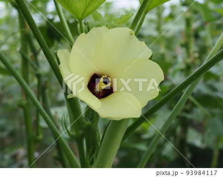 夏に農園で栽培しているオクラの花 夏に農園で栽培しているオクラの花 93984117