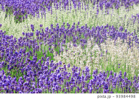 北海道美瑛町 オルテの丘の白いラベンダーの写真素材