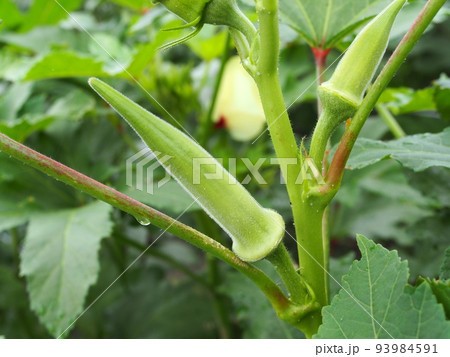 夏に農園で栽培しているオクラ 93984591