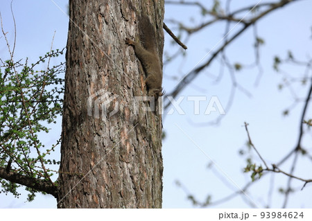 木登りする、野生リス 木登りする、野生リス 93984624