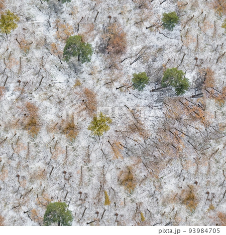 winter, snow on the branches of a tree, patterns 93984705