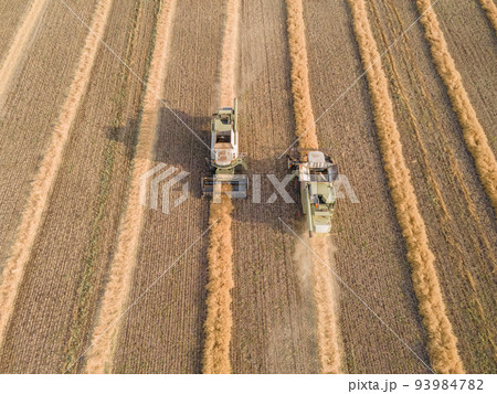 Combines mow rapeseed in the field.Agro-industrial complex.The combine harvester cuts rapeseed .The machine removes rapeseed.Harvesting of grain crops.Harvesting in ranches and agricultural lands Combines mow rapeseed in the field.Agro-industrial complex.The combine harvester cuts rapeseed .The machine removes rapeseed.Harvesting of grain crops.Harvesting in ranches and agricultural lands 93984782