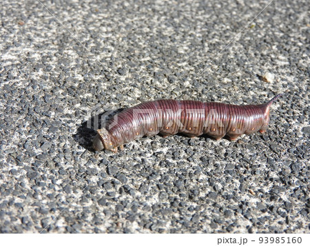 クチナシの葉を食べ終齢となり茶色に変色し蛹になるためクチナシを離れる「オオスカシバ」の幼虫 クチナシの葉を食べ終齢となり茶色に変色し蛹になるためクチナシを離れる「オオスカシバ」の幼虫 93985160