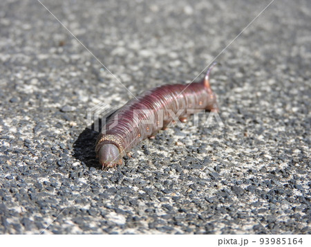 クチナシの葉を食べ終齢となり茶色に変色し蛹になるためクチナシを離れる「オオスカシバ」の幼虫 クチナシの葉を食べ終齢となり茶色に変色し蛹になるためクチナシを離れる「オオスカシバ」の幼虫 93985164