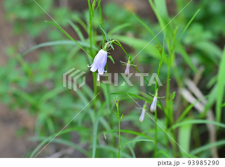 四国愛媛県の花の百名山「東赤石山」オトメシャジン 四国愛媛県の花の百名山「東赤石山」オトメシャジン 93985290