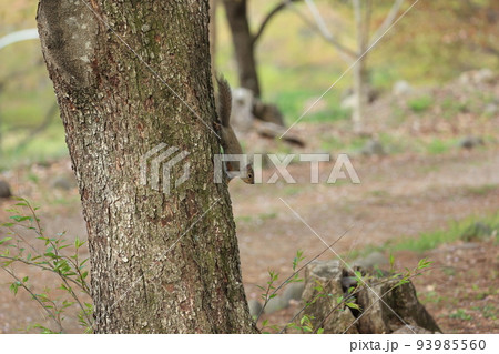 樹から降りてきた、野生リス 93985560