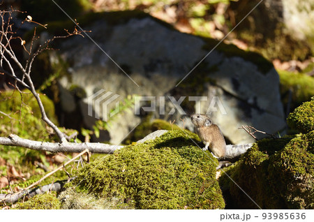 ナキウサギ（北海道） 93985636
