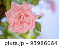 薔薇(フランソワジュランビル) 93986084