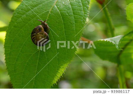 葉の上のカタツムリ 93986117