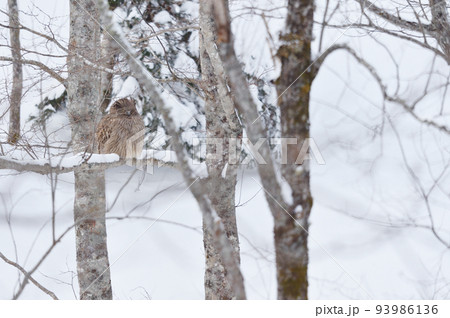 明るい時間に出会えた野生のシマフクロウ(北海道) 明るい時間に出会えた野生のシマフクロウ(北海道) 93986136