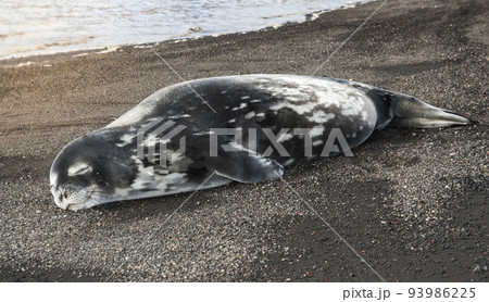 Weddell seal resting on an antartica beach,Antartic Peninsula 93986225