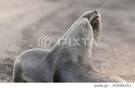 Antarctic fur seal, an beach, Antartic peninsula. 93986261