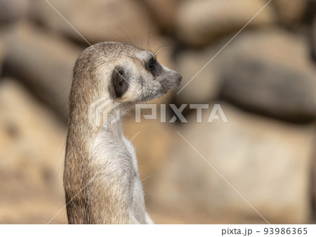 Meerkat or suricate is a small carnivoran belonging to the mongoose family 93986365
