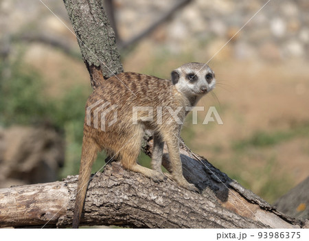 Meerkat or suricate is a small carnivoran belonging to the mongoose family Meerkat or suricate is a small carnivoran belonging to the mongoose family 93986375