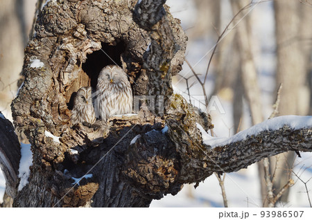 樹洞の中で寄り添う二羽のフクロウ（北海道） 93986507
