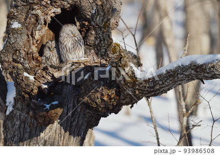 樹洞の中で寄り添う二羽のフクロウ（北海道） 93986508