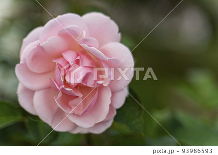 Buds of light pink roses on a blurred dark green Buds of light pink roses on a blurred dark green 93986593