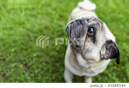 An old pug looking at the top in a green meadow. Good quality photos An old pug looking at the top in a green meadow. Good quality photos 93986594